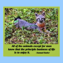 FOX PHILOSOPHY posters