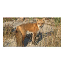Fox photo card