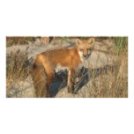 Fox photo card photo cards