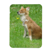 Fox Photo Premium Magnet