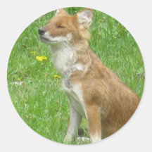 Fox Photo Stickers