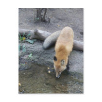 Fox Postcard