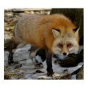 Fox posters by Tberling Fox posters
