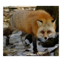 Fox posters by Tberling Fox posters