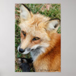 Fox Poster