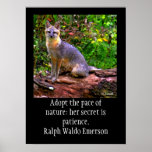FOX posters