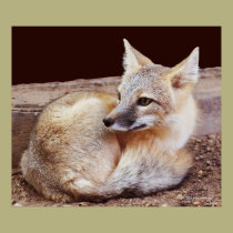 FOX posters