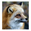 Fox Profile posters by Tberling Fox Profile posters