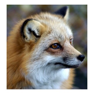 Fox Profile print