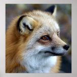 Fox Profile posters