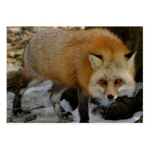 Fox profile cards