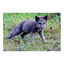 Fox Pup 1 posters