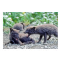 Fox Pups 3 posters