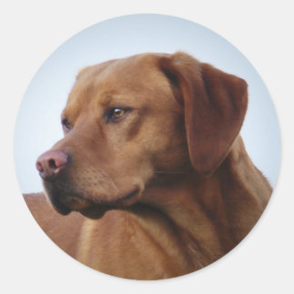 Fox Red Labrador Gifts on Zazzle