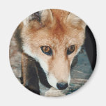 Fox Refrigerator Magnets