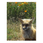 Fox rojo postal