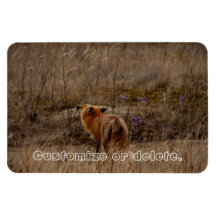 Fox Sniffing the Crocuses; Customizable Magnet