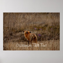 Fox Sniffing the Crocuses; Customizable Print