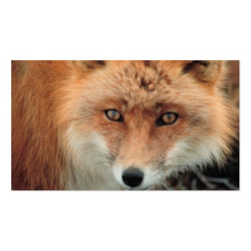 Fox Species Business Card (back side)