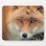 Fox Species Mouse Pad mousepads