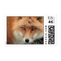 Fox Species Postage Stamp