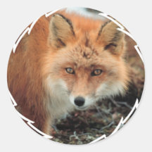 Fox Species Stickers