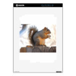 Fox Squirrel Decal For The iPad 2