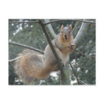 Fox Squirrel Postcard