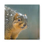 Fox Squirrel Winter Fridge Magnet