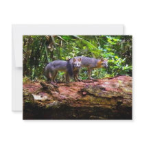 FOX TAIL BRUNCH) invitations by THEGRAYFOX FOX TAIL BRUNCH) invitations