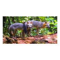 FOX TAIL BRUNCH) CUSTOM PHOTO CARD
