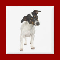 Fox Terrier Magnet