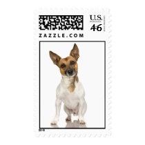 Fox Terrier Stamp (MEDIUM)