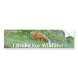 Fox Wildlife Protection Bumper Sticker