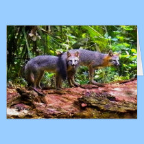 FOXES cards