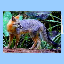 FOXES cards