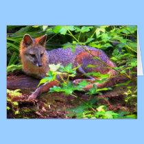 FOXES cards