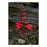 Foxfire Flowers Cards