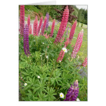 Foxglove and Daisies cards by AmyBalenzano Foxglove and Daisies cards