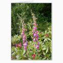 Foxglove and Rhodies cards by AmyBalenzano Foxglove and Rhodies cards