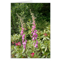Foxglove and Rhodies cards by AmyBalenzano Foxglove and Rhodies cards