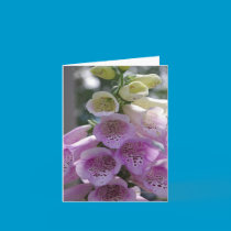 Foxglove cards