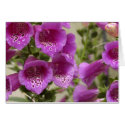 Foxglove cards