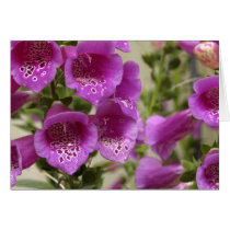 Foxglove cards