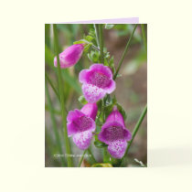 Foxglove cards