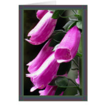 Foxglove Dew Card by anuradesignstudio Foxglove Dew Card
