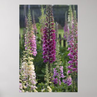 Foxglove flowers ... poster print