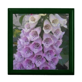 Foxglove Gift Box giftbox