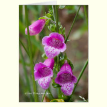 Foxglove cards