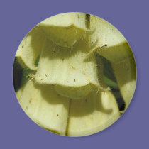 Foxglove magnets